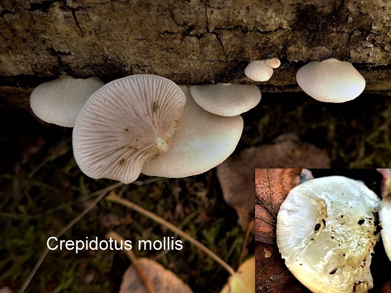 Crepidotus mollis-amf722.jpg - Crepidotus mollis ; Syn: Crepidotus alveolus ; Nom français: Crépidote mou